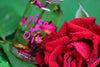 Rose Aromatherapy Cuticle Oil 15ml